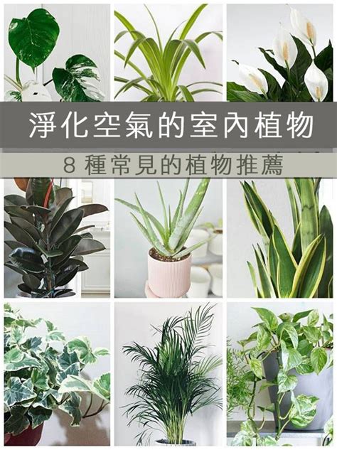 適合放房間的植物|什麼植物可以放房間？淨化空氣必備的 7 大室內植物推薦